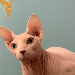 Meet your Posher, Zac